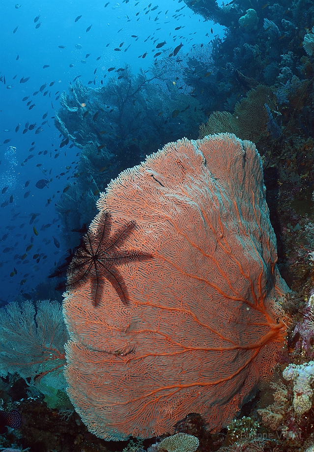 Raja Ampat 2016 - Corail - Gorgone - IMG_4976_rc.jpg